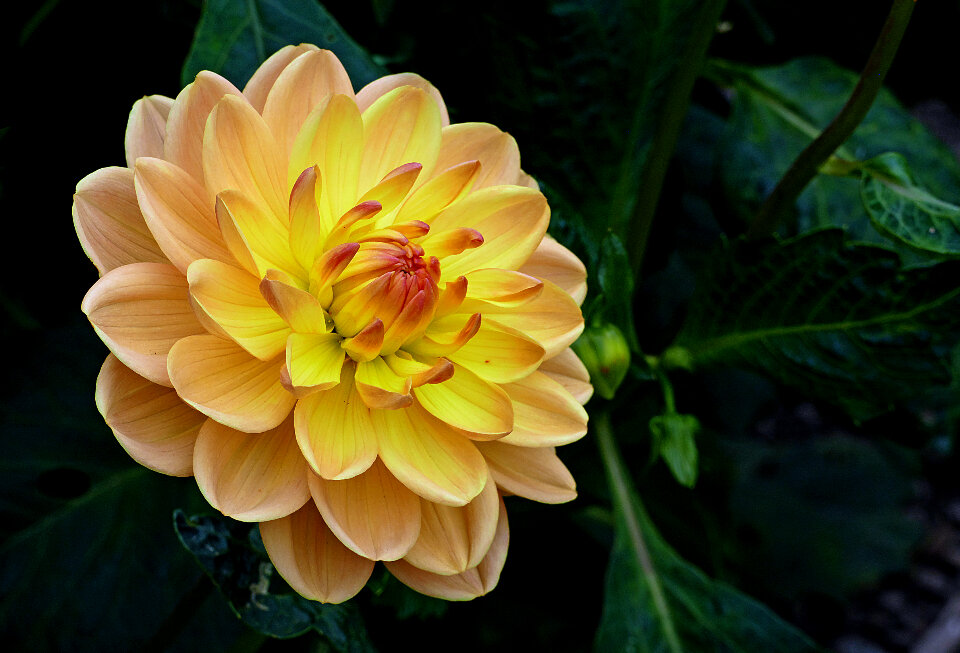 Vegetable garden bed with marigolds growing between rows of vegetables