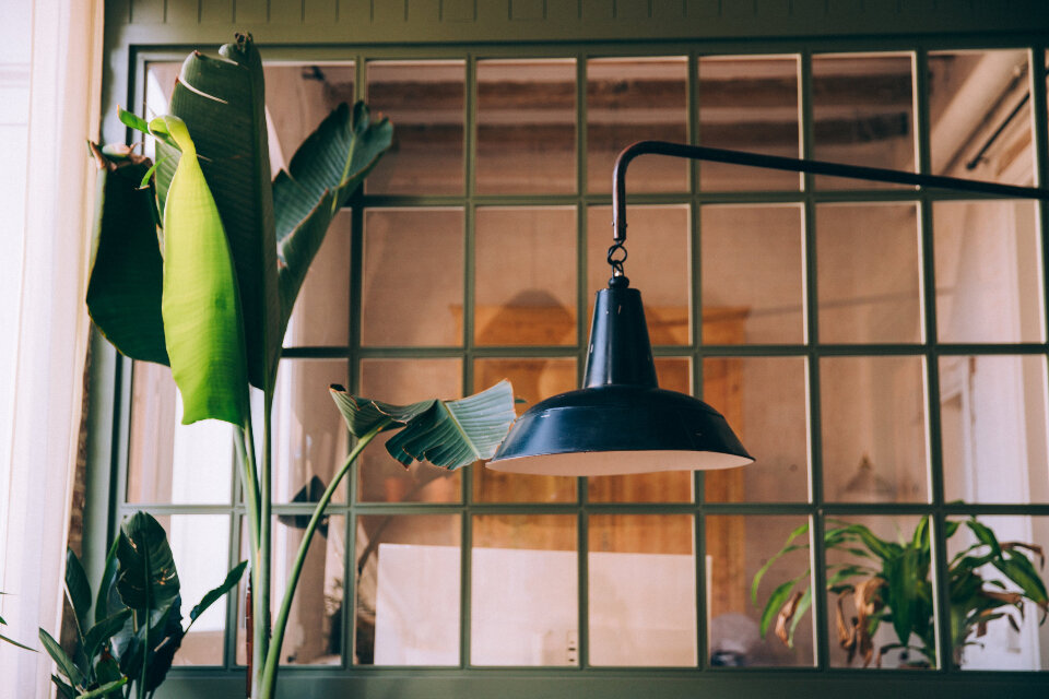 Potted green houseplants on a sunny windowsill in winter