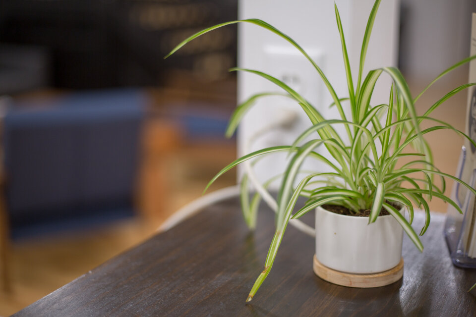 Green houseplants standing by a window with soft indirect light