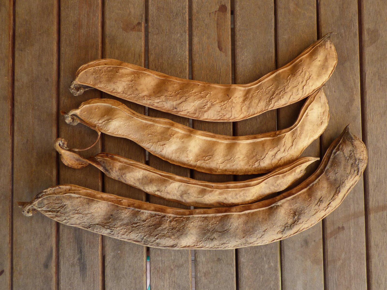 Dry brown bean pods and seeds on a wooden table