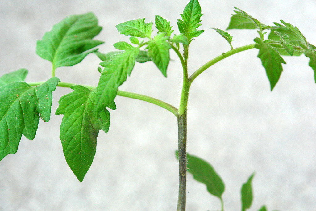 Young tomato seedlings growing in small pots on a sunny windowsill